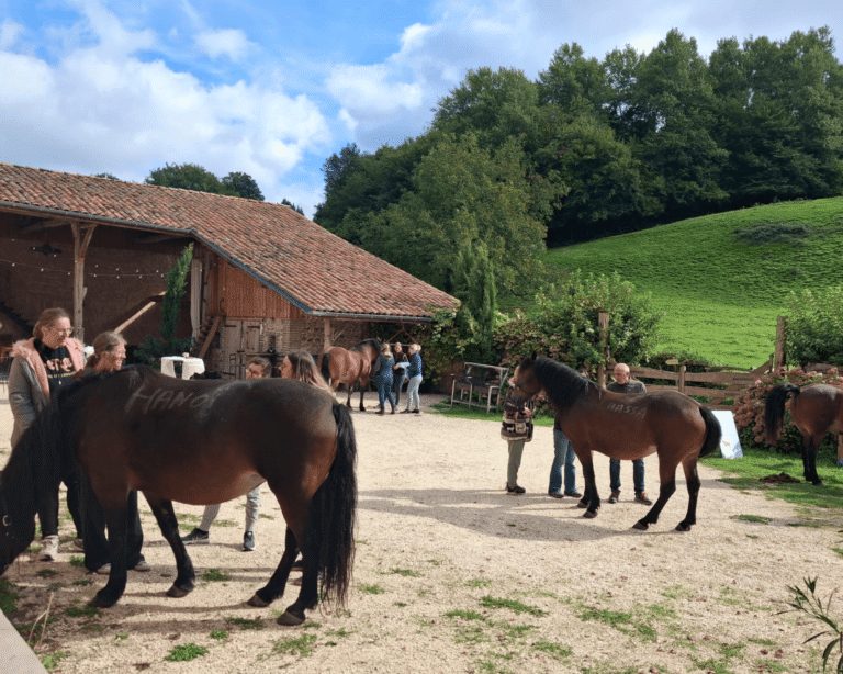 chevaux du vercor en formation de kinésiologie animale