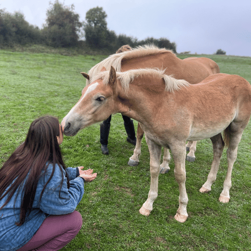 kinésiologue animalier formation dans un champs avec des chevaux