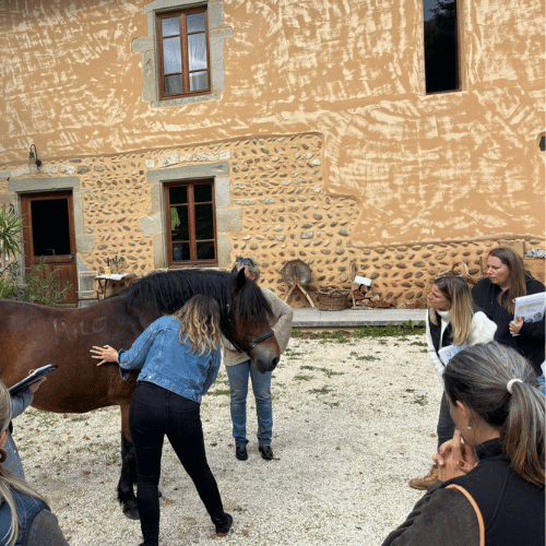 spécialité kinésiologie animale