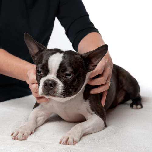 kinésiologue animalier formation test tissulaire sur chien