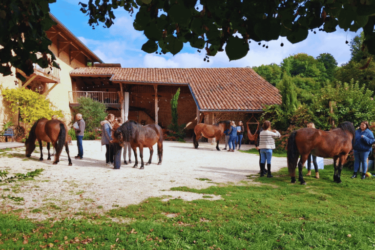 chevaux en kinésiologie animale