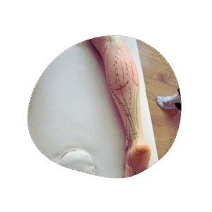 jambe Anatomie et physiologie 1 synapkin