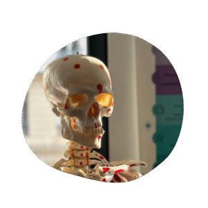 squelette Anatomie et physiologie 2 synapkin