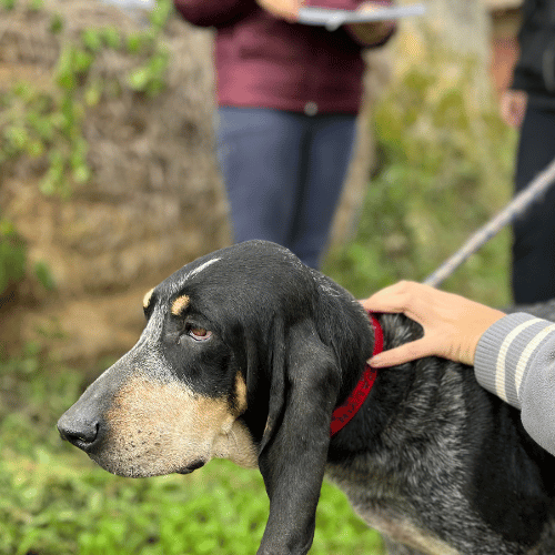 chien en formation Kinésiologie Animale 1
