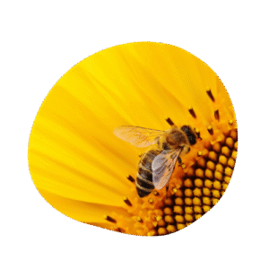 abeille en Épigénétique et alimentation 1