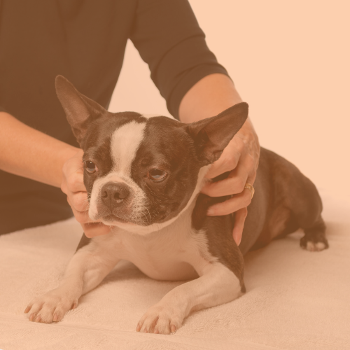 kinésiologie animale sur chien