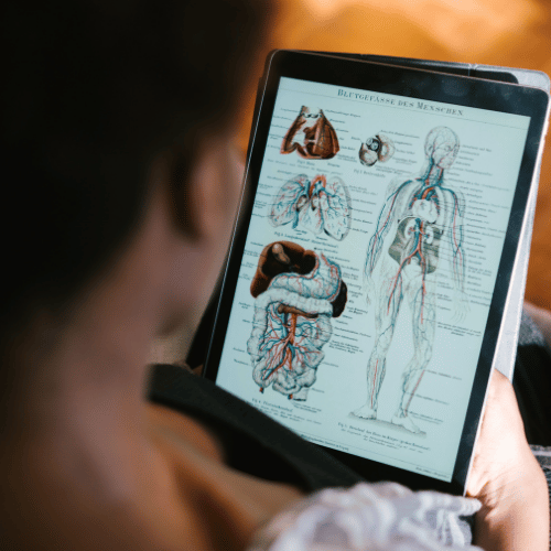 vision pédagogique d'une femme apprenant l'anatomie sur tablette