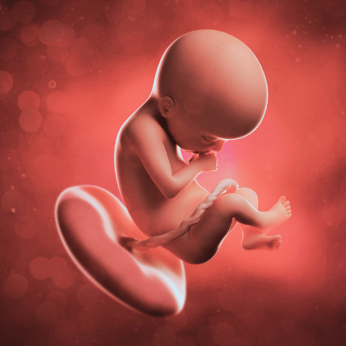 Microchimérisme fœto maternel, bébé placenta